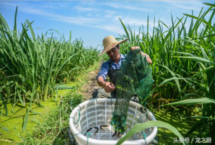 茭白田里泥鳅黄鳝野生的多不多,泥鳅养殖致富新路