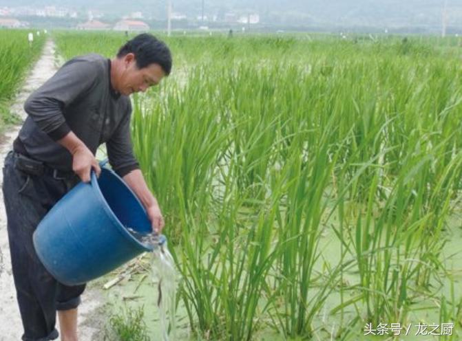 茭白田里泥鳅黄鳝野生的多不多,泥鳅养殖致富新路