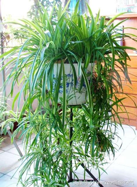 可以吸甲醛净化空气的绿植,吸甲醛的适合室内的绿植排名