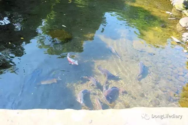 去日本北九州好吗,北九州看樱花