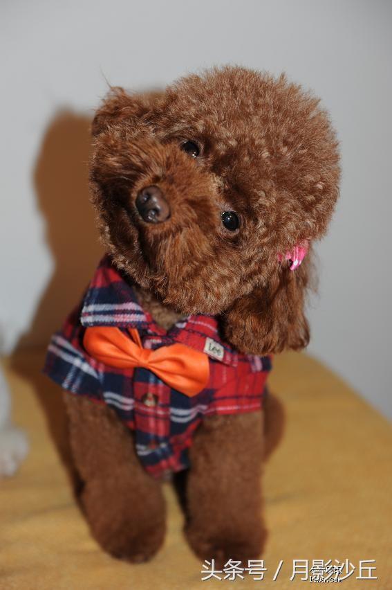 泰迪犬如何训练定点上厕所,如何训练泰迪犬大小便