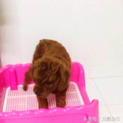 泰迪犬如何训练定点上厕所,如何训练泰迪犬大小便