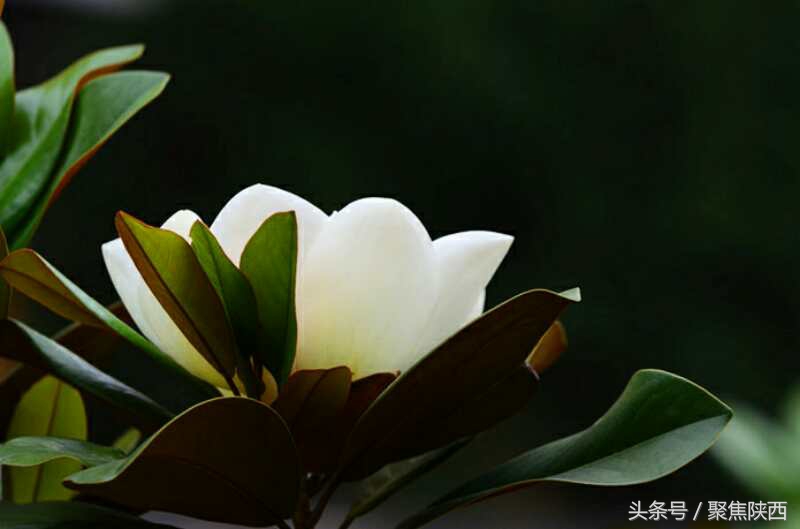 宝鸡广玉兰,广玉兰宝鸡