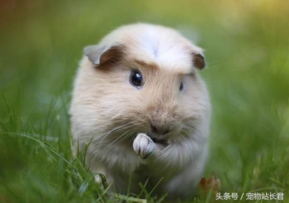 怎么挑选性格好粘人的荷兰猪,荷兰猪粮食怎么挑选视频