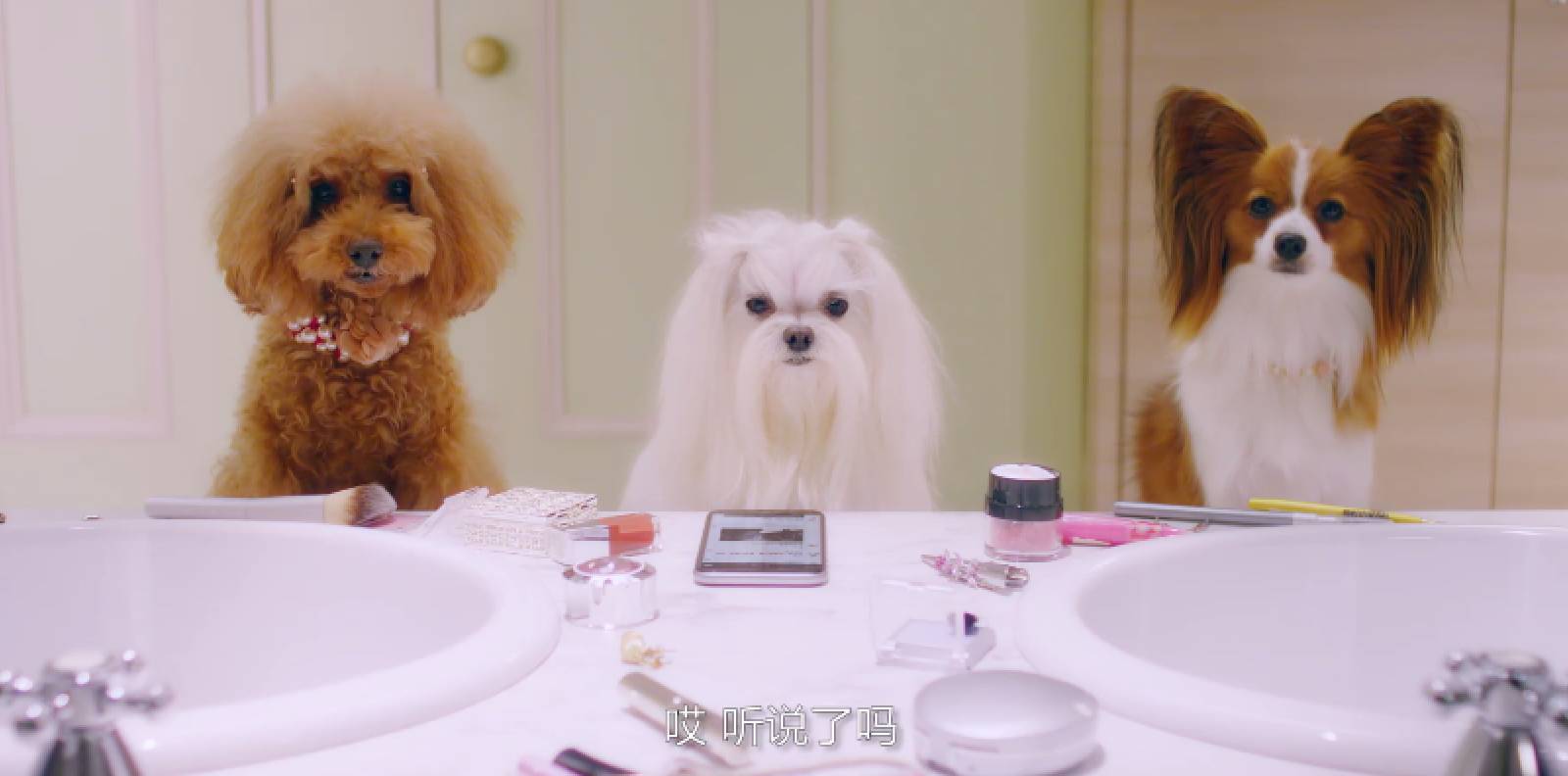 掘金萌宠红利：搜狗拍广告真就请来狗当主角，心都萌化了