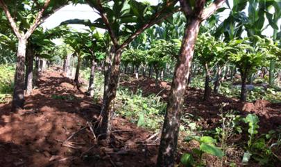 魔芋最好品种,市场价值最高的魔芋品种