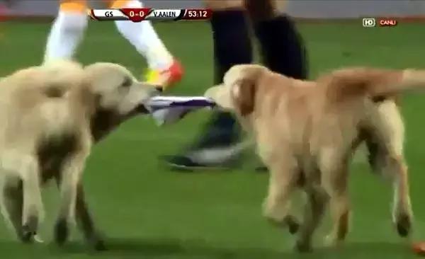 闯入足球场的动物,闯入者外国版叫什么