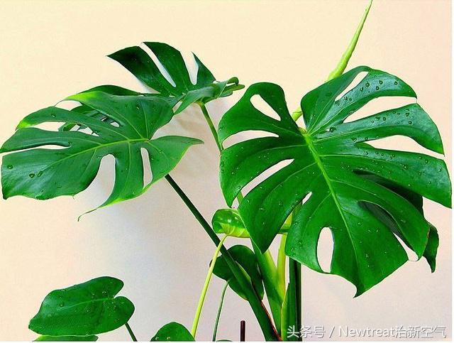可以吸甲醛净化空气的绿植,吸甲醛的适合室内的绿植排名