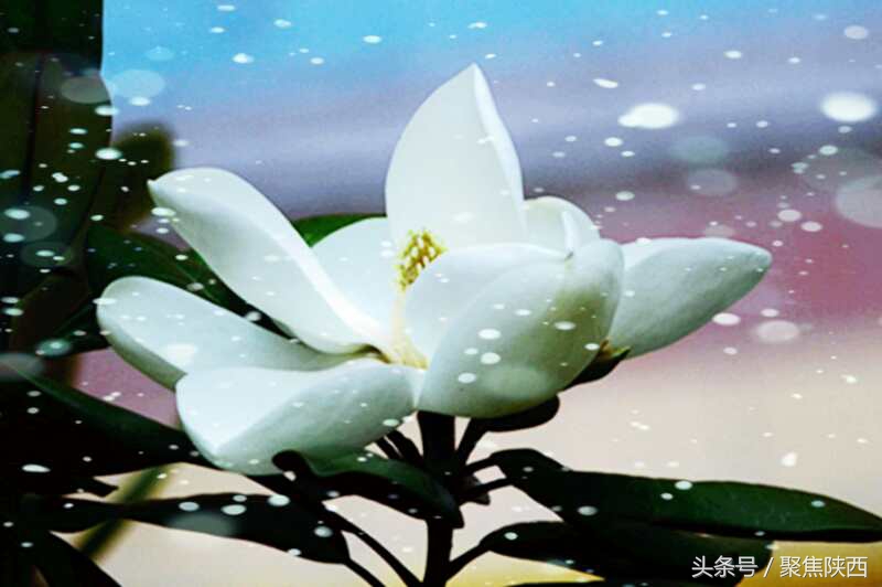 宝鸡广玉兰,广玉兰宝鸡