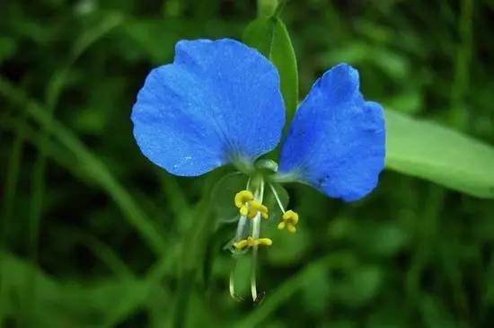 辟谣吸收甲醛最好的室内绿植,能吸附甲醛的绿色植物