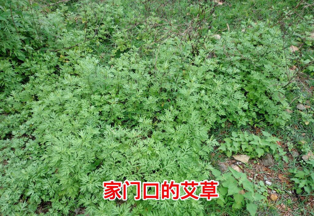 小时候端午煮艾草驱寒,端午节如何煮艾叶祛寒湿