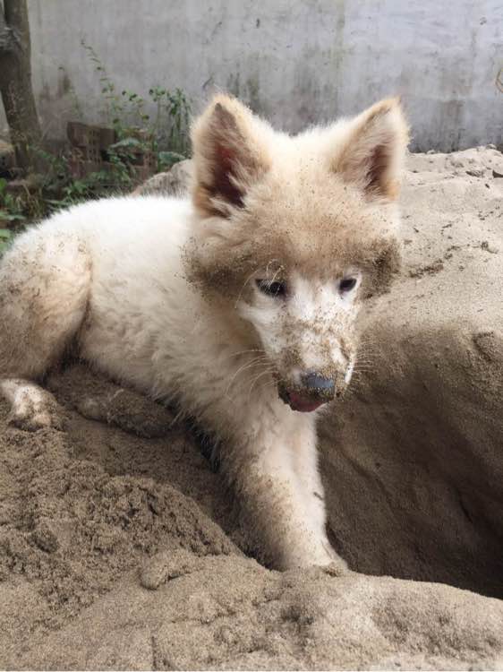 养了之后才明白，这狗除了笑起来好看以外，跟哈士奇没啥区别