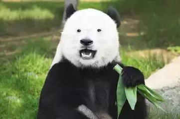 中医如何看眼睛的黑眼圈,黑眼圈重中医怎么解释