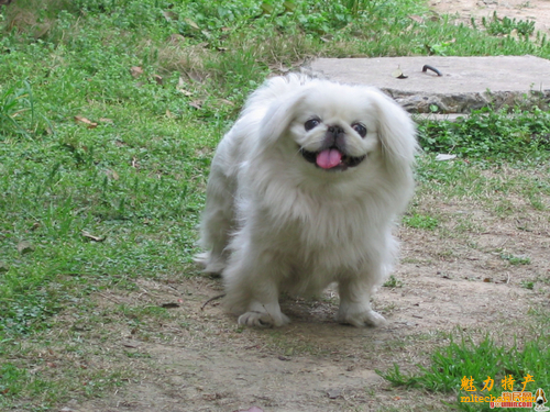 北京特产简笔画,北京特产一览表