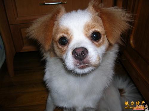 北京特产简笔画,北京特产一览表