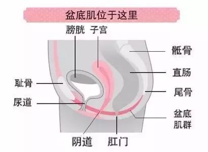 原来身体里面有个“盆儿”他到底有多重要呢？
