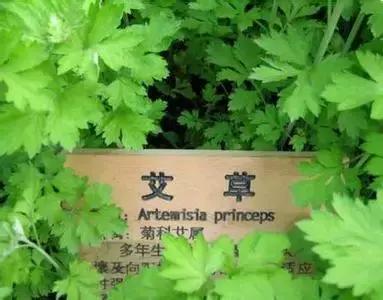 婴幼儿艾叶沐浴包风寒型,艾叶洗澡对宝宝的好处是什么