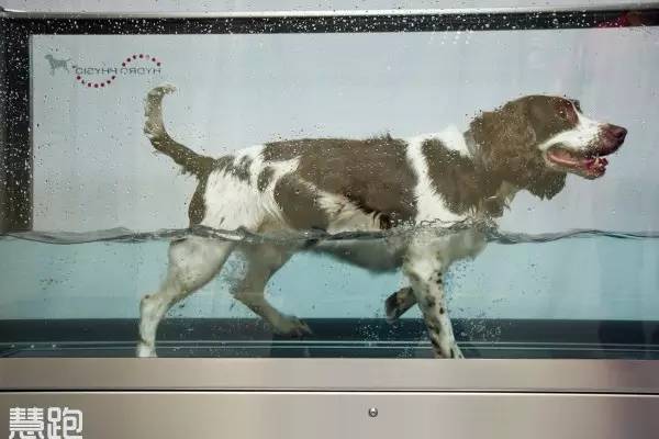 世界顶级跑步机视频,全球最高端豪华跑步机