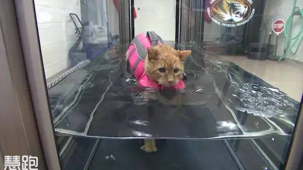 世界顶级跑步机视频,全球最高端豪华跑步机