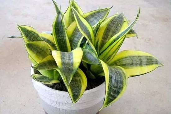 辟谣吸收甲醛最好的室内绿植,能吸附甲醛的绿色植物