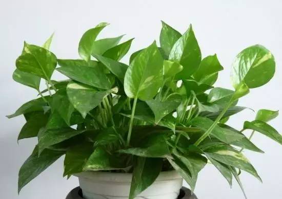 辟谣吸收甲醛最好的室内绿植,能吸附甲醛的绿色植物