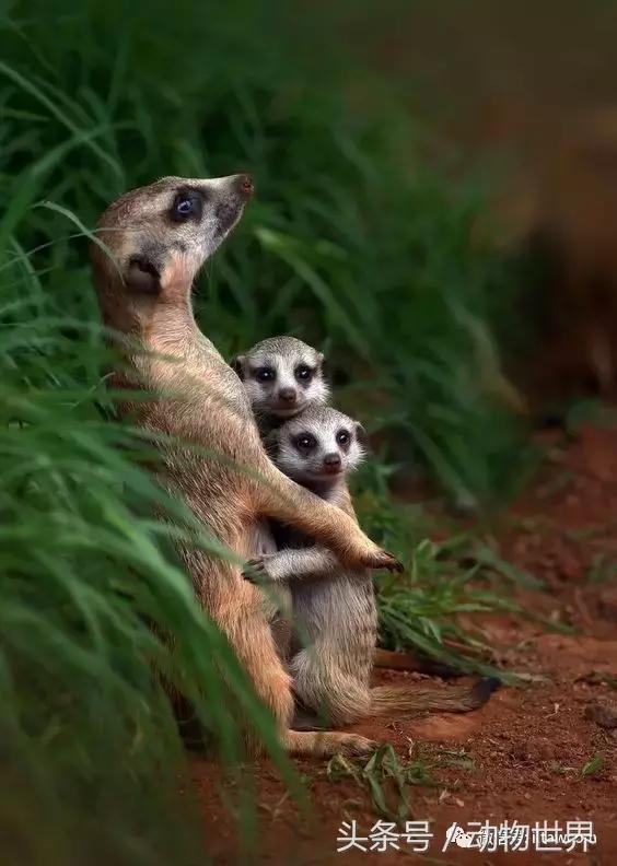 动物主题的儿童摄影,儿童拍摄动物世界图