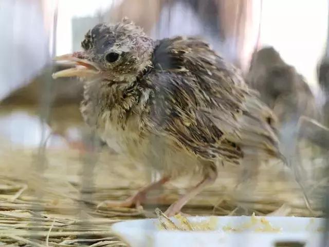 这一批小云雀的命运：有人捉住它们，有人救助它们，今天被放生