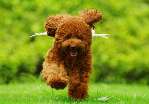 狗狗吃完驱虫药呕吐出了虫子,狗狗吃完驱虫药开始呕吐