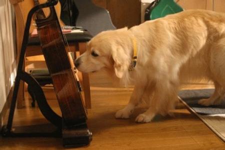 适合孩子看的八部动物电影,小朋友可以看的与动物有关的电影