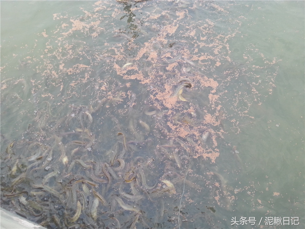 泥鳅养殖几年出栏最好,泥鳅养殖与前景