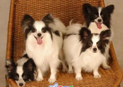 盘点全网最精的狗狗,史上最全狗狗大全