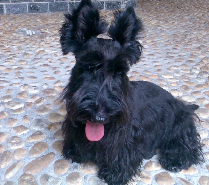 盘点全网最精的狗狗,史上最全狗狗大全