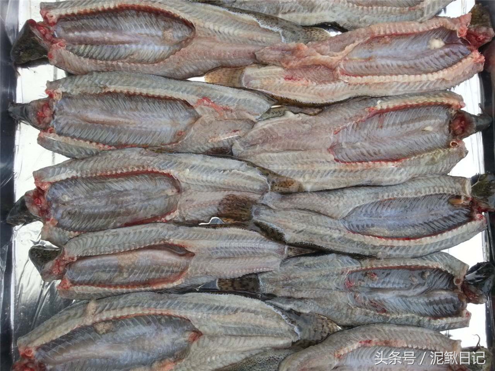 泥鳅养殖致富之路,泥鳅养殖新套路