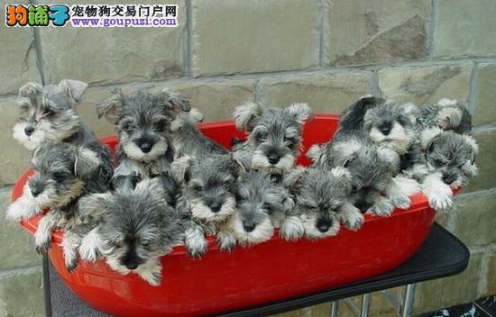 盘点全网最精的狗狗,史上最全狗狗大全