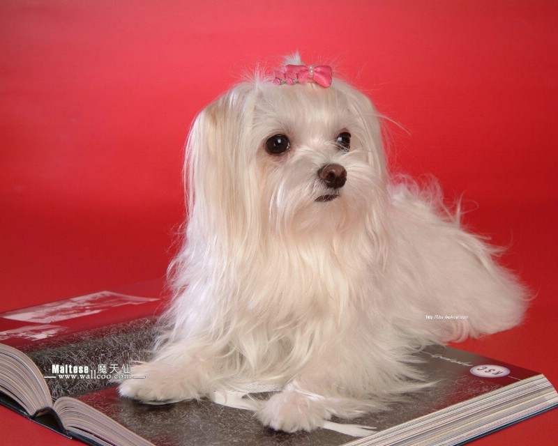 盘点全网最精的狗狗,史上最全狗狗大全