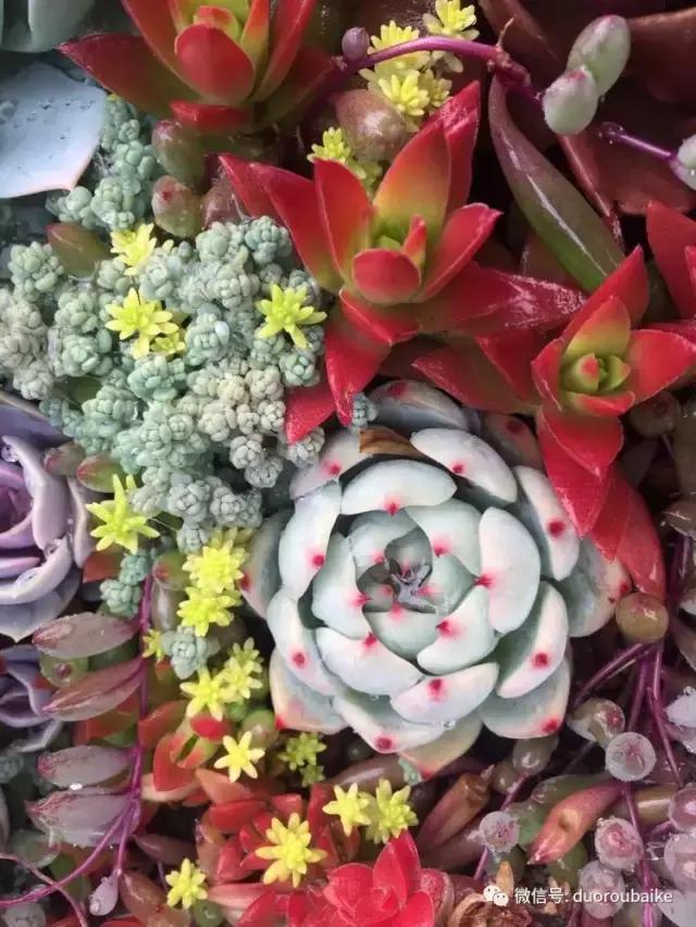 养了一年多的多肉没啥变化说说,养了几年的多肉快要全军覆没了