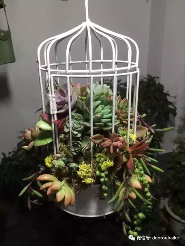 养了一年多的多肉没啥变化说说,养了几年的多肉快要全军覆没了