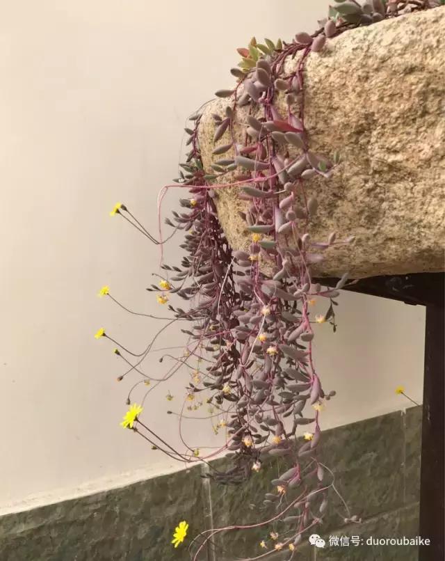 养了一年多的多肉没啥变化说说,养了几年的多肉快要全军覆没了