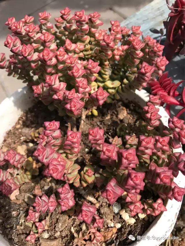 养了一年多的多肉没啥变化说说,养了几年的多肉快要全军覆没了