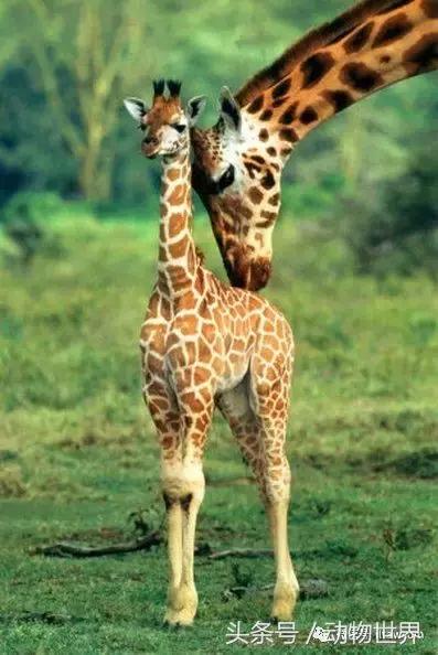 动物主题的儿童摄影,儿童拍摄动物世界图