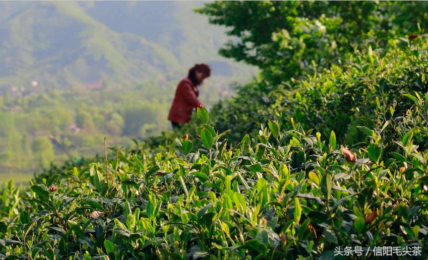 车云山的毛尖特点,高山毛尖茶的口感