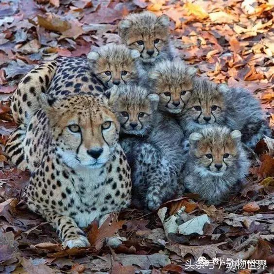 动物主题的儿童摄影,儿童拍摄动物世界图