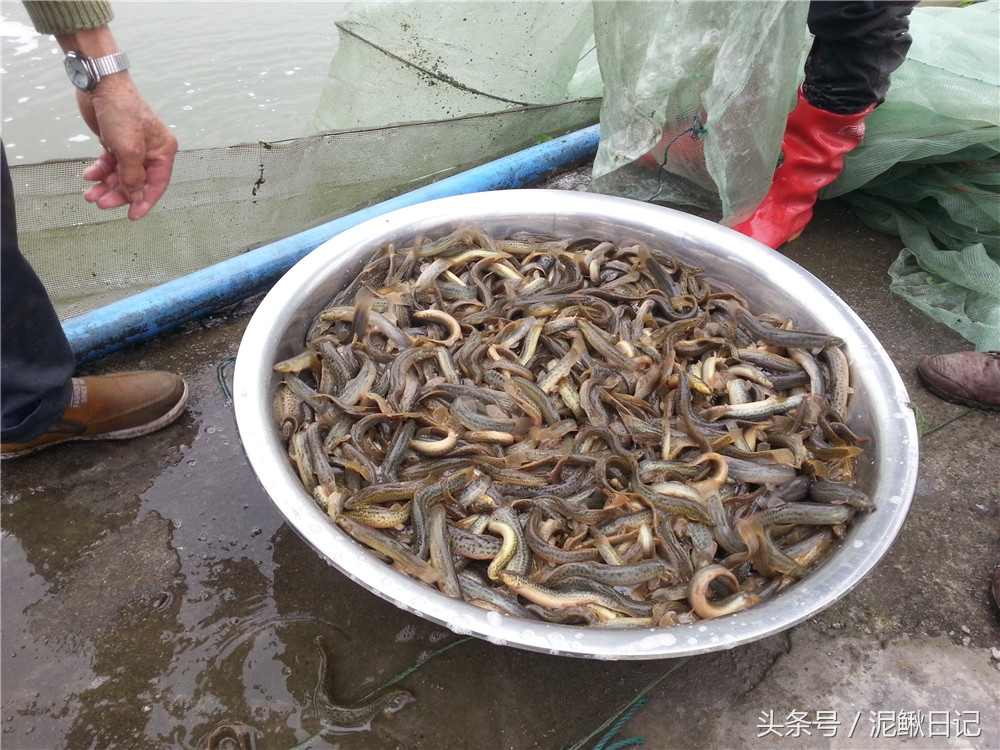 泥鳅养殖几年出栏最好,泥鳅养殖与前景