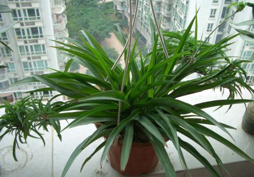 所有绿植都可以除甲醛吗为什么,绿植真的能除甲醛吗