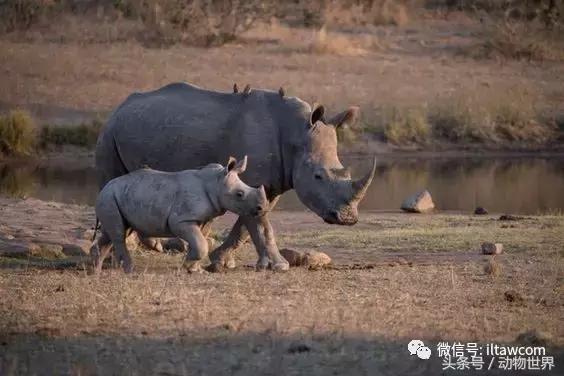 动物主题的儿童摄影,儿童拍摄动物世界图