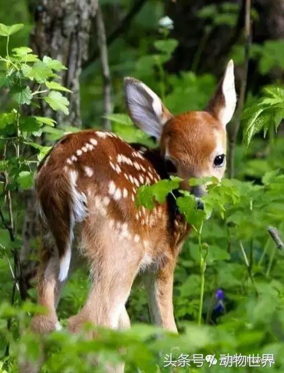 动物主题的儿童摄影,儿童拍摄动物世界图
