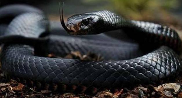 属蛇和属龙的生什么属相的宝宝好,2001属蛇女婚配哪个属相最好