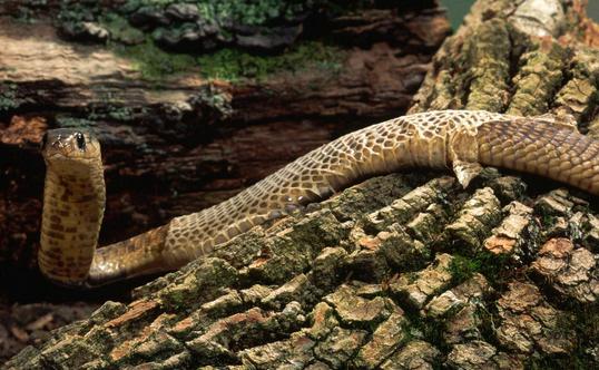 属蛇和属龙的生什么属相的宝宝好,2001属蛇女婚配哪个属相最好