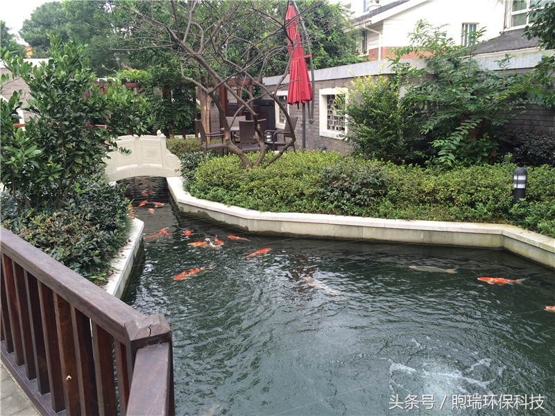 我宁愿化做池塘里的一尾锦鳞，不畏浮云，不惧声色，不问世俗！