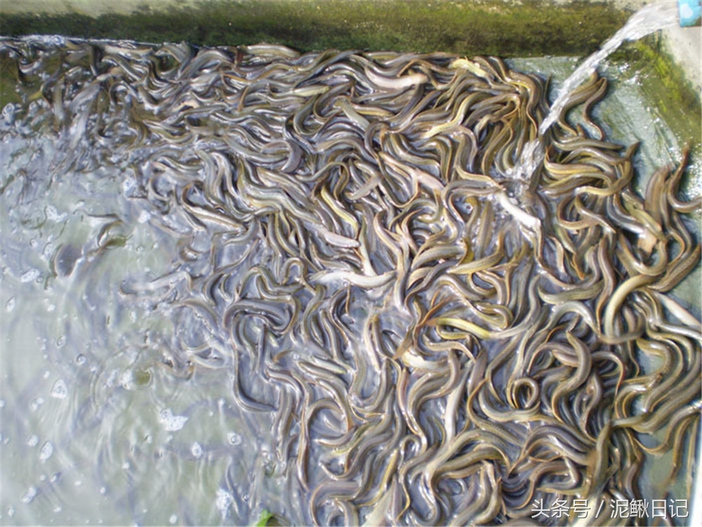 泥鳅养殖致富之路,泥鳅养殖新套路